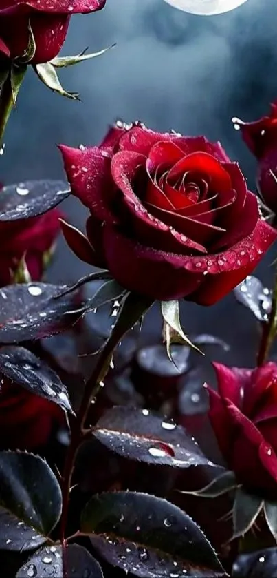 Red roses with dew at night.