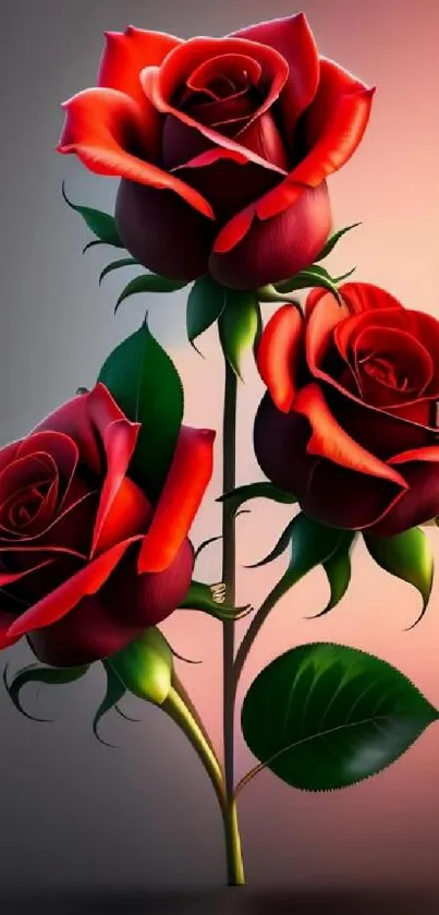 Three elegant red roses with vibrant petals on a stylish mobile wallpaper.