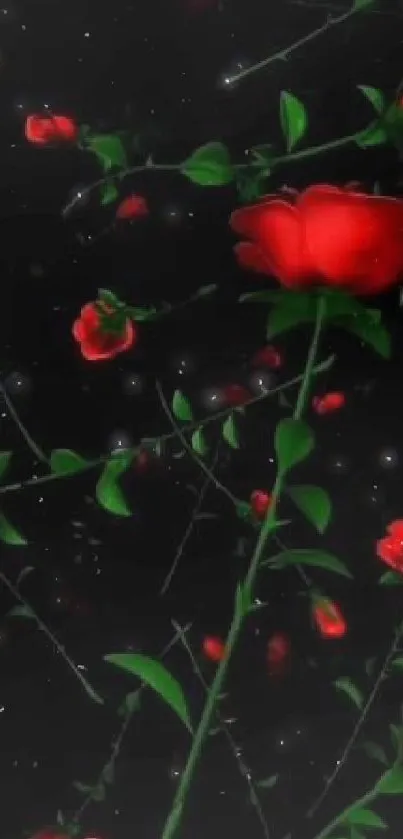 Red roses on a dark black background wallpaper.