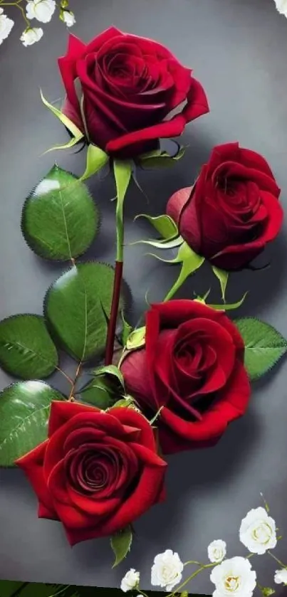 Elegant red roses on a dark background.