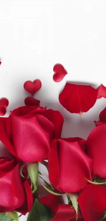 Red roses and petals on a white background.