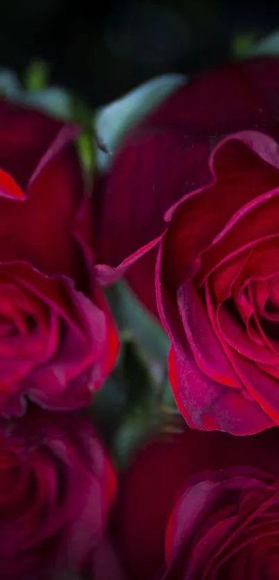 Elegant red roses reflected on dark background.