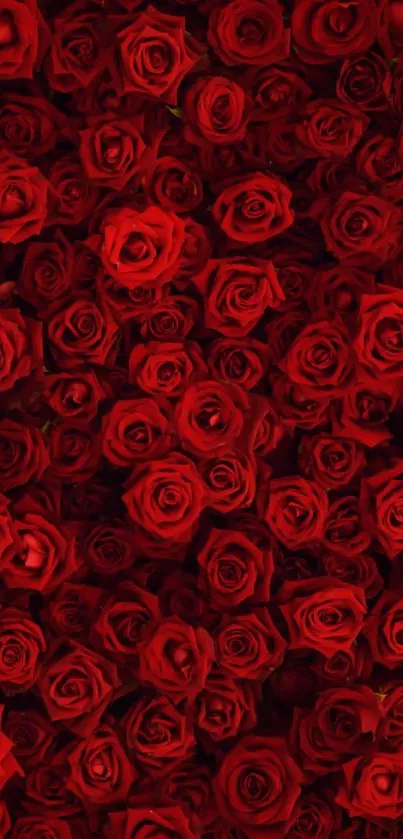 Vibrant red roses mobile wallpaper.