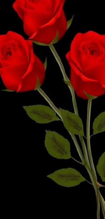 Three red roses with green leaves on a black background.