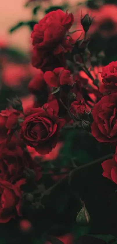 Elegant red roses blooming against a soft background.