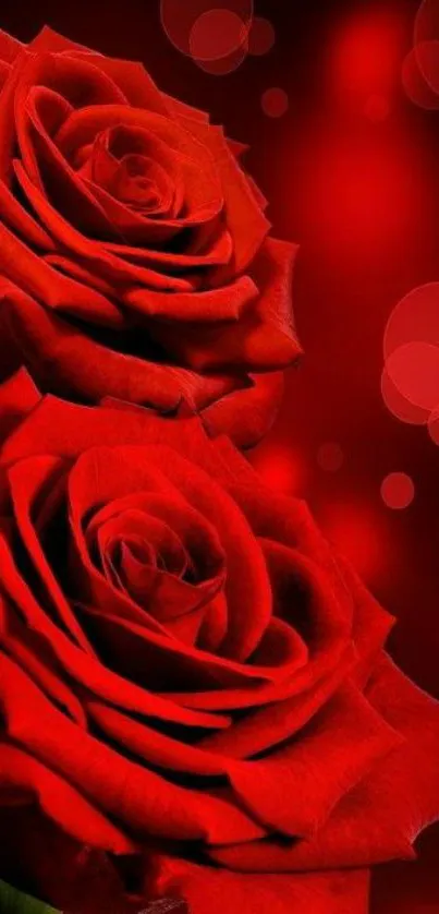 Beautiful red roses with bokeh effect in a romantic mobile wallpaper.