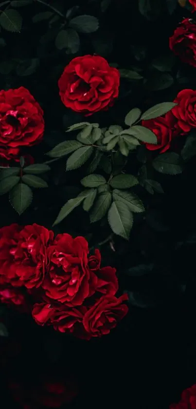 Elegant and dark-themed red roses mobile wallpaper.