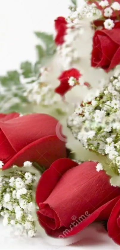 Elegant red roses with white flowers and green leaves on a wallpaper.