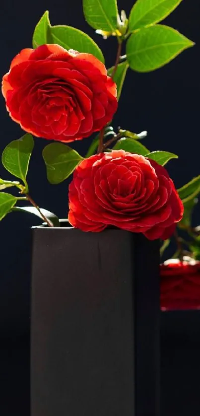 Red roses and green leaves in a black vase on a dark background.