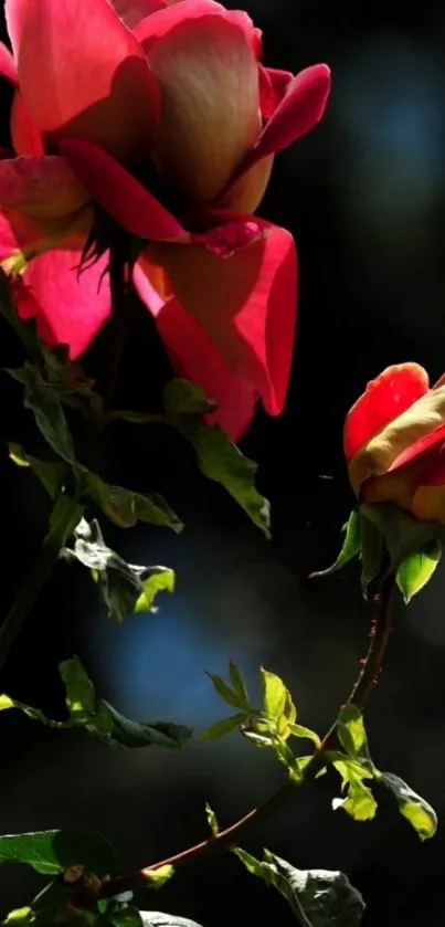 Elegant red roses on a dark background for mobile wallpaper.