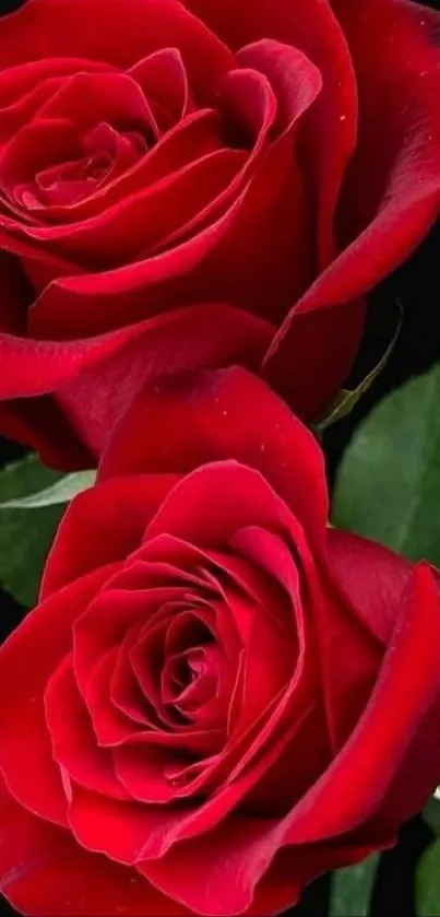 Wallpaper with two elegant red roses on a black background.