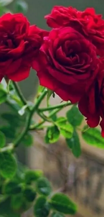 Mobile wallpaper featuring vibrant red roses and lush green leaves.