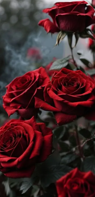 Elegant red roses in full bloom against a blurred background.