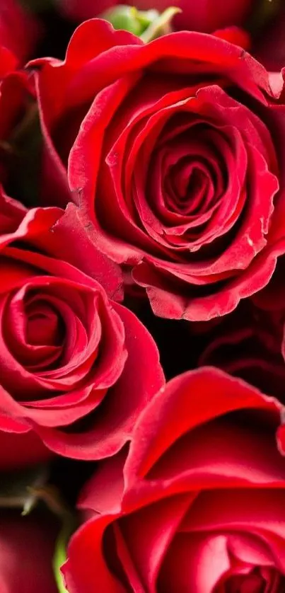 Close-up of elegant red roses creating a vibrant mobile wallpaper.