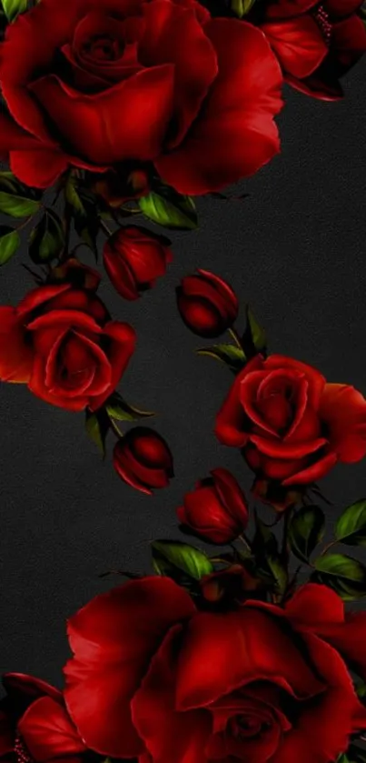 Elegant red roses on a black background with vivid blooms.