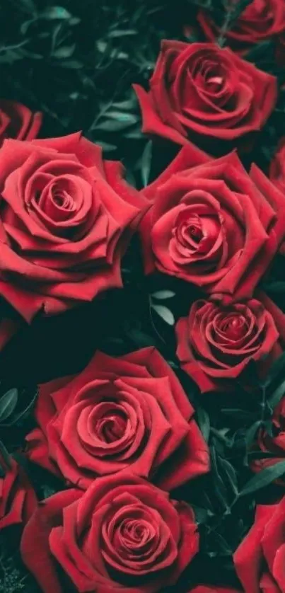 Vibrant red roses with green leaves, perfect for mobile wallpaper.