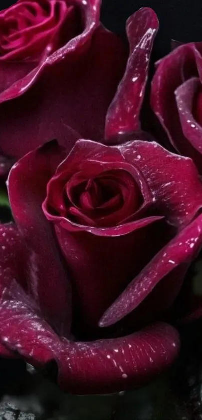 Elegant deep red roses with dark background.