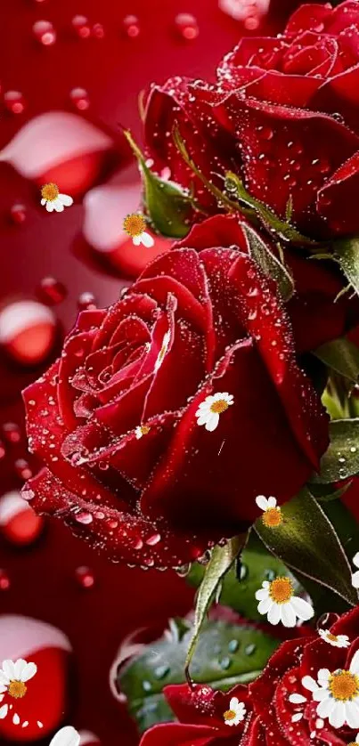 Fresh red roses with water drops and small daisies on a vibrant red background.