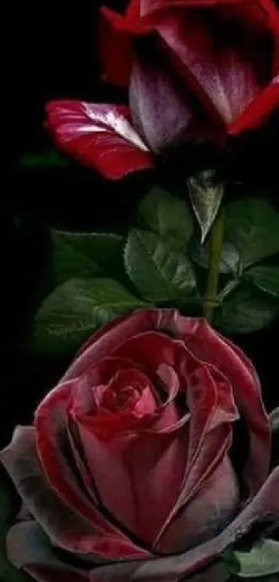 Elegant dark red roses on a black background, perfect for mobile wallpaper.