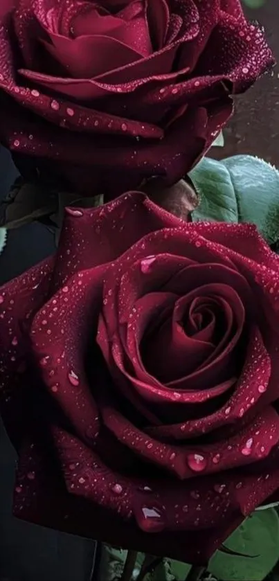 Vibrant red roses with water droplets on petals.