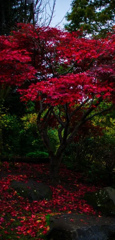 Vibrant red tree with lush autumn leaves in a serene nature setting.