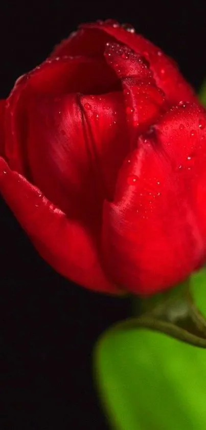 Close-up of a vibrant red tulip with dew drops on petals, set against dark background.