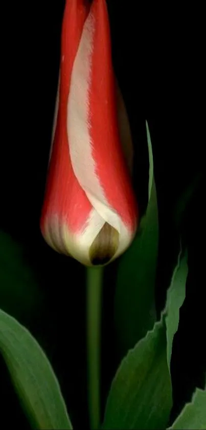 A striking red tulip against a dark background with green leaves.