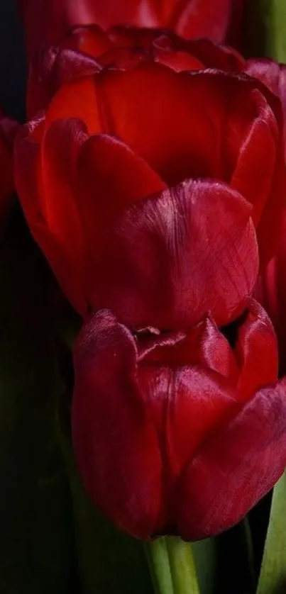 Elegant red tulip wallpaper with vibrant colors and natural beauty.