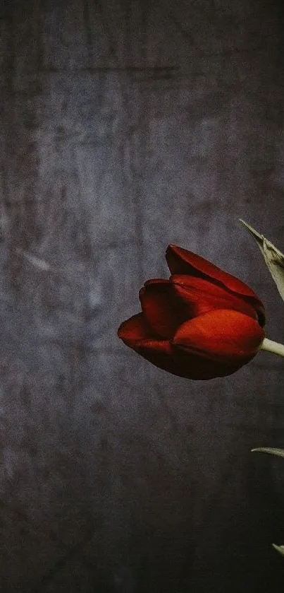 A striking red tulip on a dark, textured background.