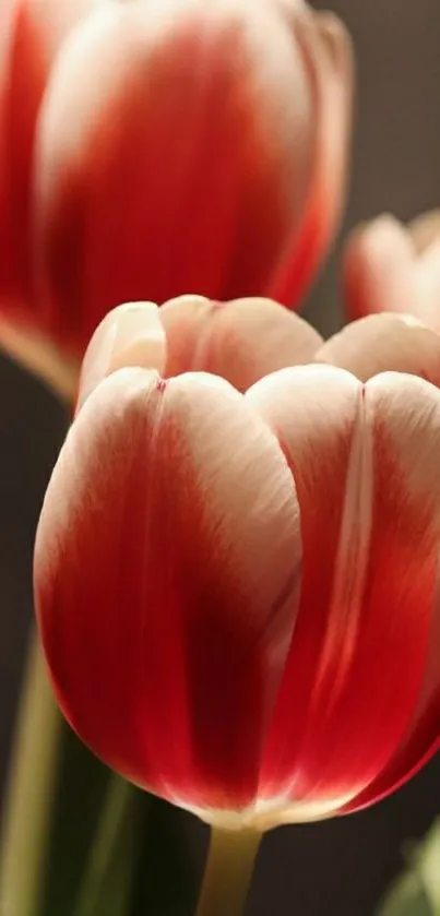 Close-up of vibrant red tulips in soft focus.