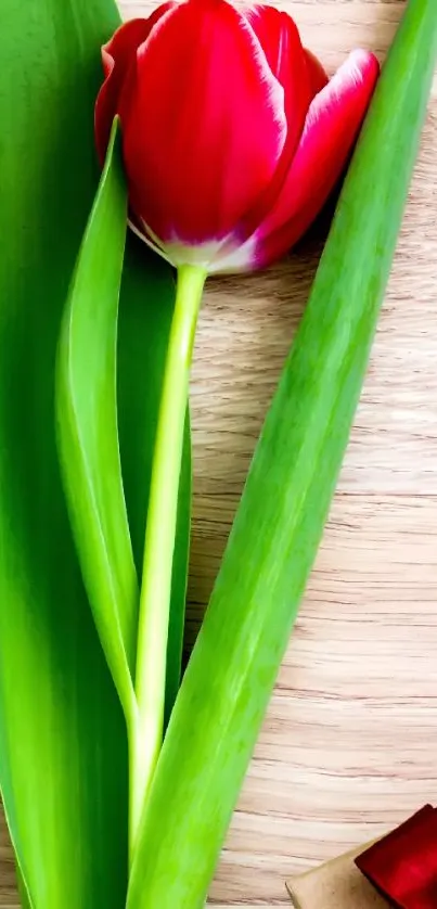 Mobile wallpaper with red tulip on wooden background showing green leaves.