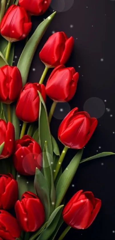 Elegant red tulip design with dark background.