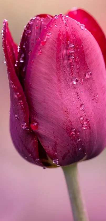 Close-up of a red tulip with dewdrops for mobile wallpaper.