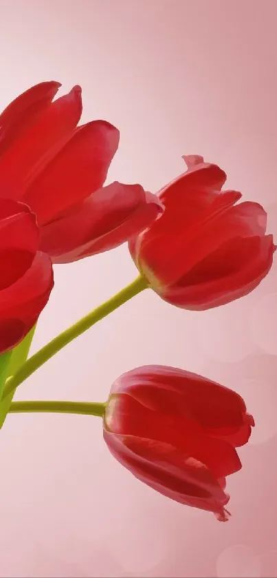Elegant red tulips with green leaves on a soft pink background.