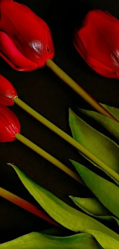 Elegant red tulips with green leaves on dark background.