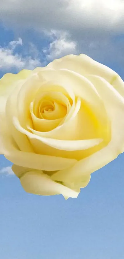 Yellow rose with a blue sky background wallpaper.