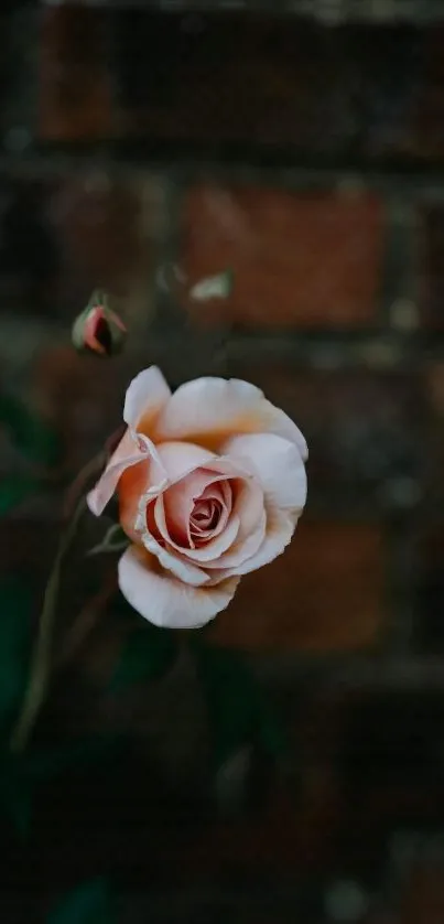 Elegant rose with pink petals against a rustic brick wall background.