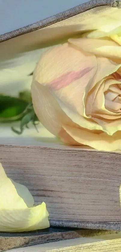 Pale yellow rose resting on an open book, creating an elegant wallpaper.