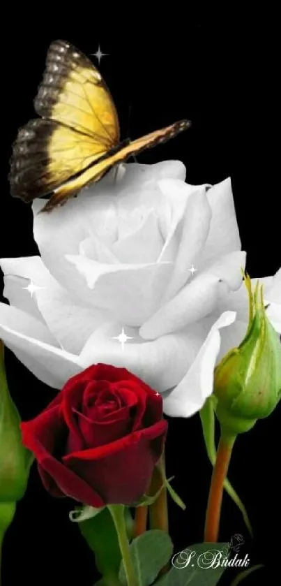 Black wallpaper with red rose, white rose, and butterfly.