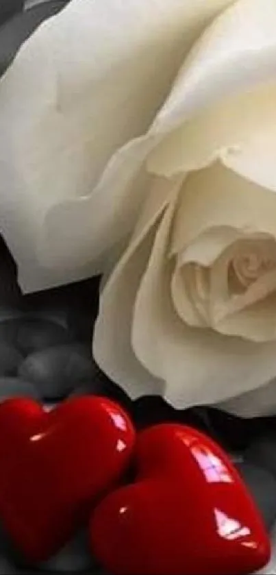 White rose with red hearts on gray stones.