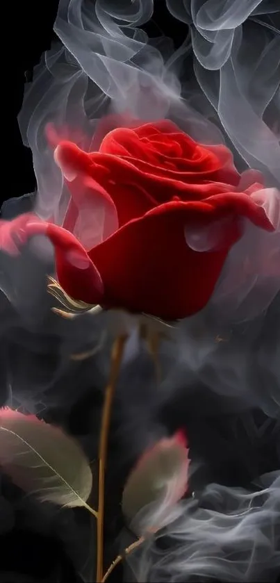 Red rose with smoke on dark background.