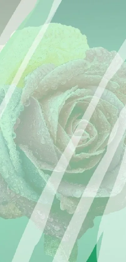 Stylish artistic phone wallpaper with a rose design.