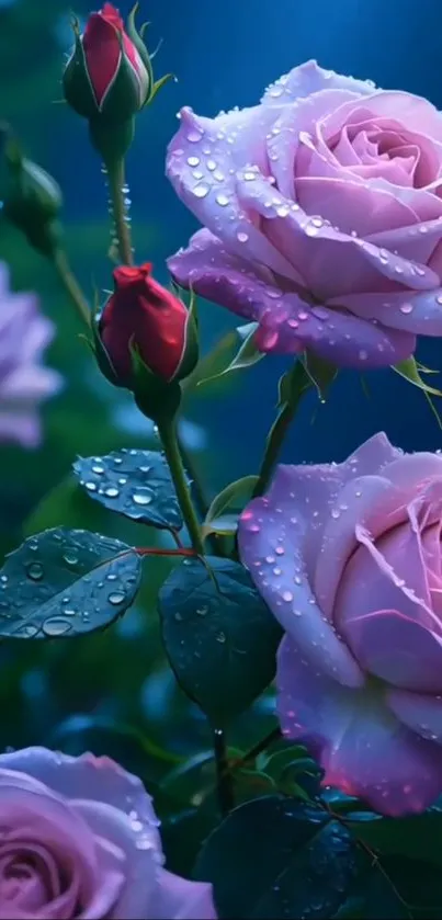 Elegant pink roses with dewdrops in a garden.