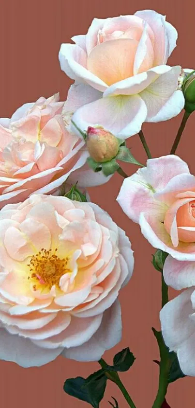 Elegant rose bouquet with a terracotta background.