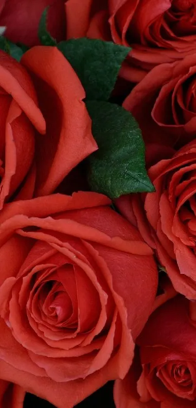 Beautiful wallpaper of red and pink roses in a elegant bouquet.
