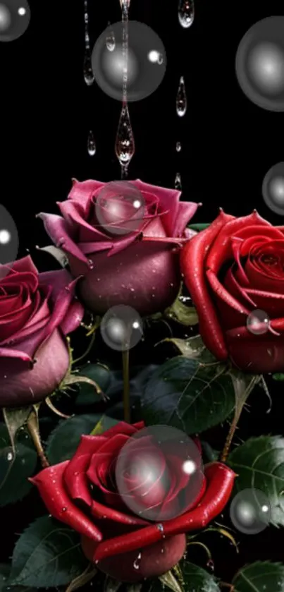 Elegant red and purple roses with bubbles on a dark background.