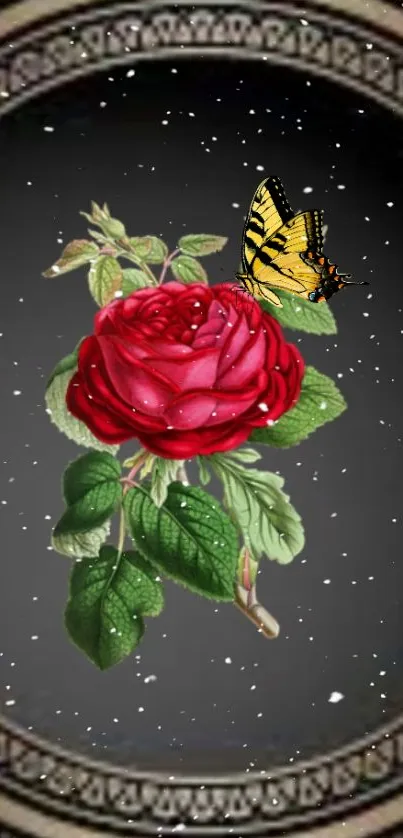 A red rose with a butterfly on a dark gray background.