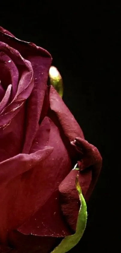 Deep red rose on black background, elegant and striking.