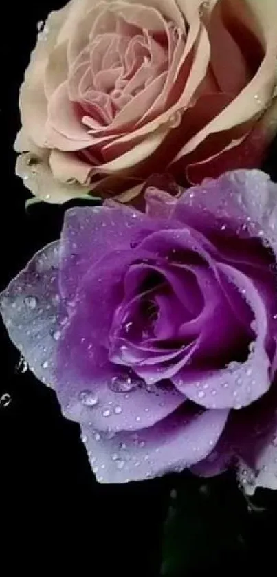 Purple and pink roses with dew, black background.