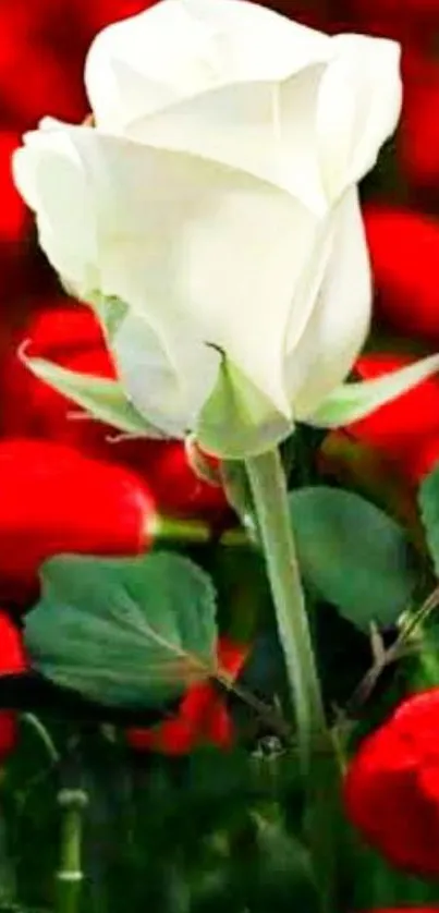 White rose surrounded by red flowers in a lush garden scene.